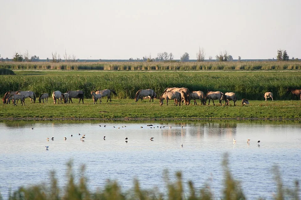 Feuchtgebiet Oostvaardersplassen in Flevoland