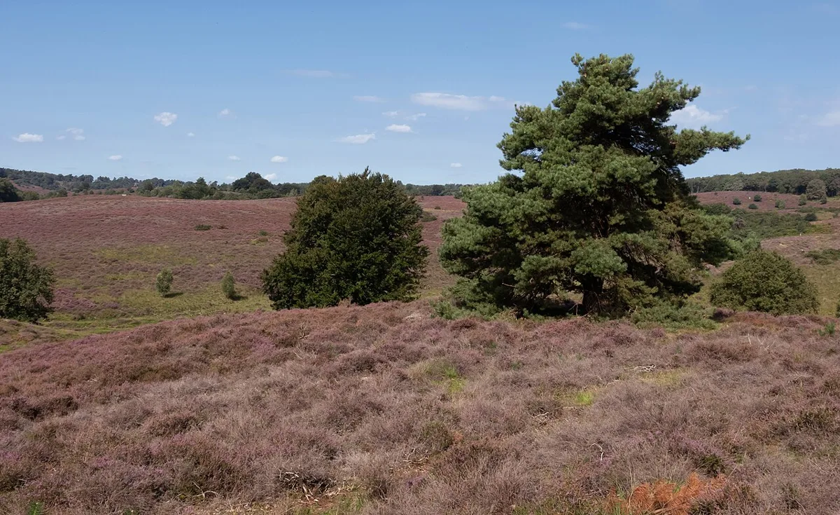 Heidelandschaft im Nationalpark Veluwezoom