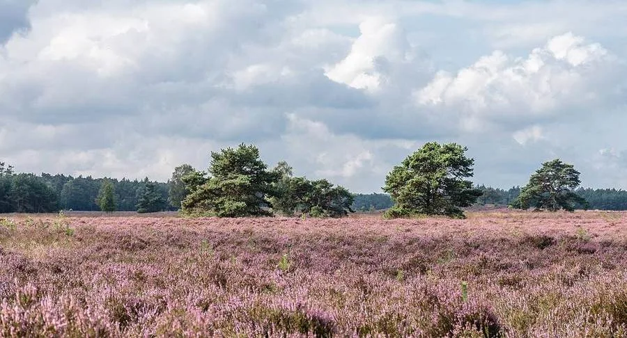 Die Tongerense Heide auf der Veluwe