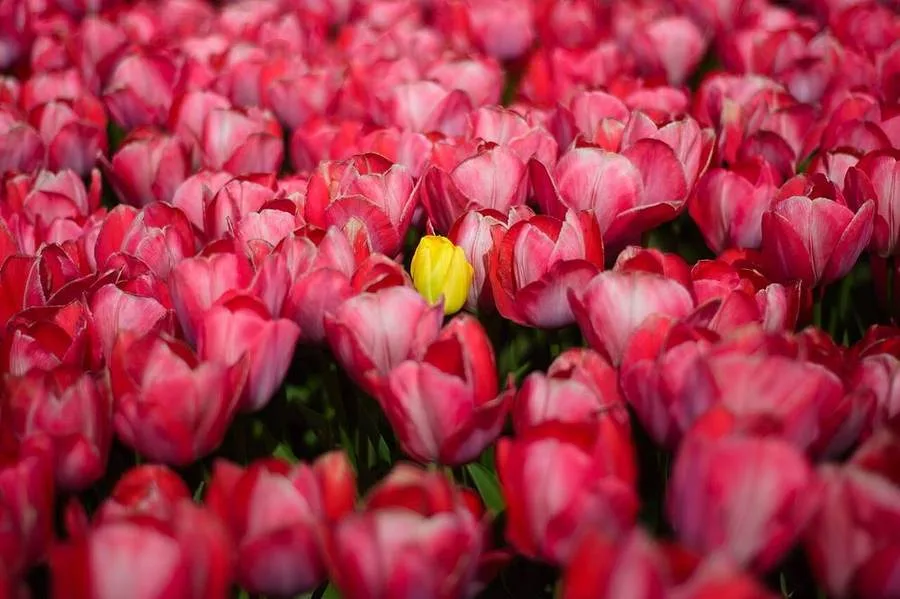 Blühende Tulpen im niederländischen Frühling