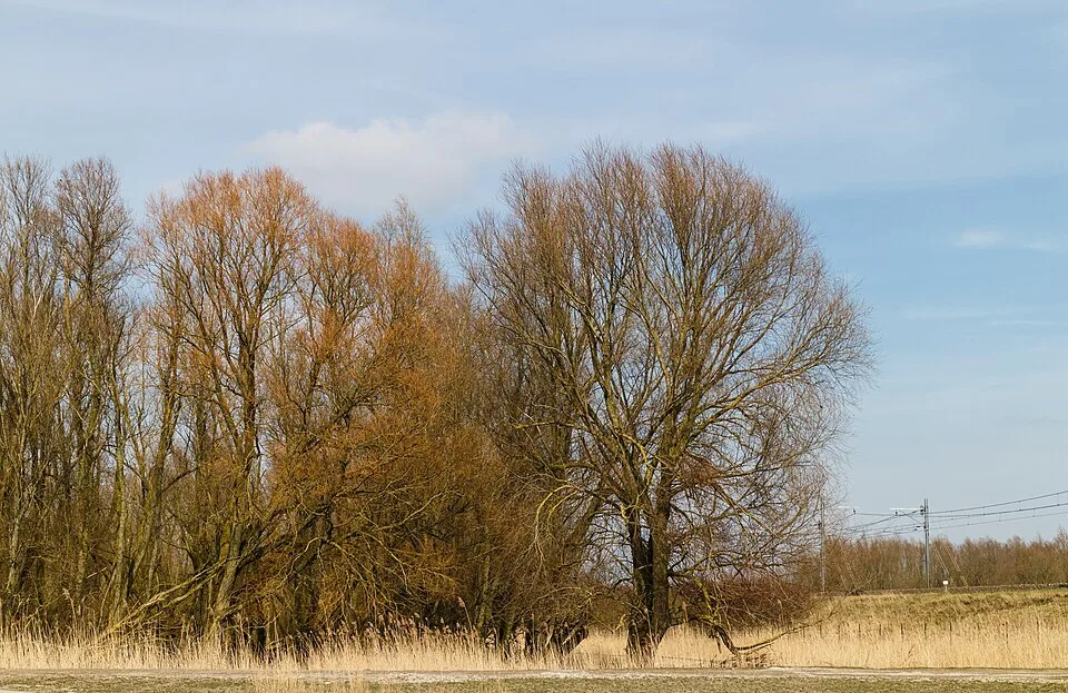 Bäume und Schilf in den Oostvaardersplassen bei Lelystad