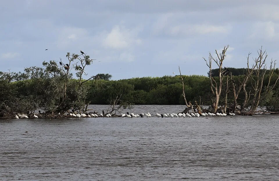 Wasser und Vogelinsel in der Westerplas auf Schiermonnikoog