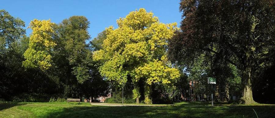 Noorderplantsoen & Studentenviertel