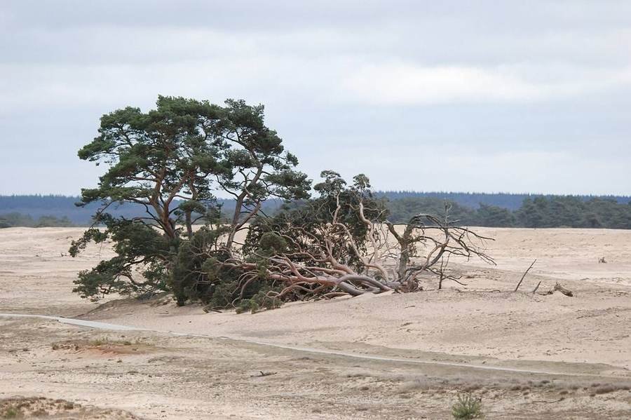 Die Veluwe: Wald, Heide & Nationalparks